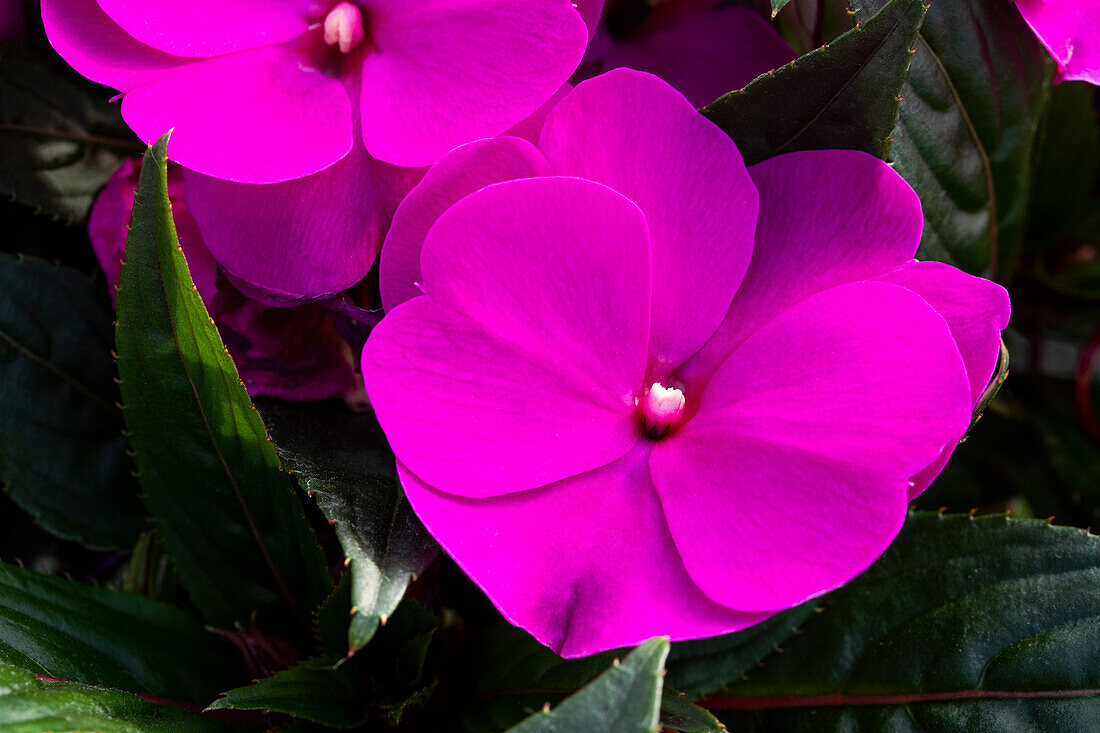 Impatiens neuguinea 'sel® ColorPower® Violett'