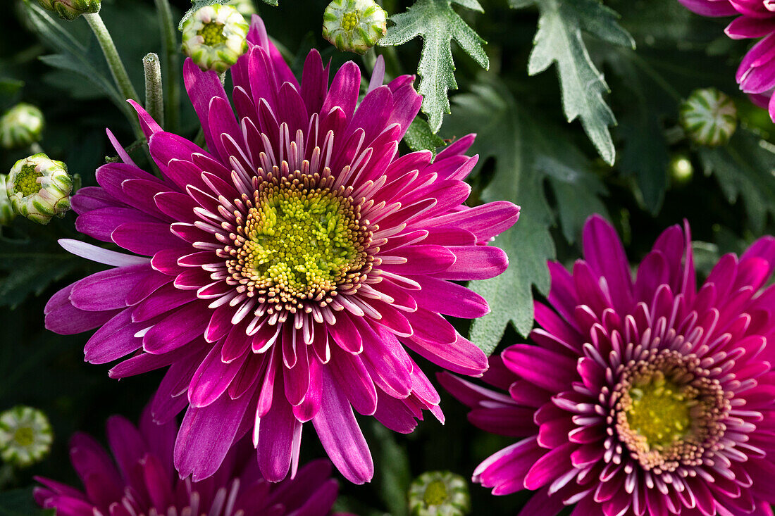 Chrysanthemum 'Purple'