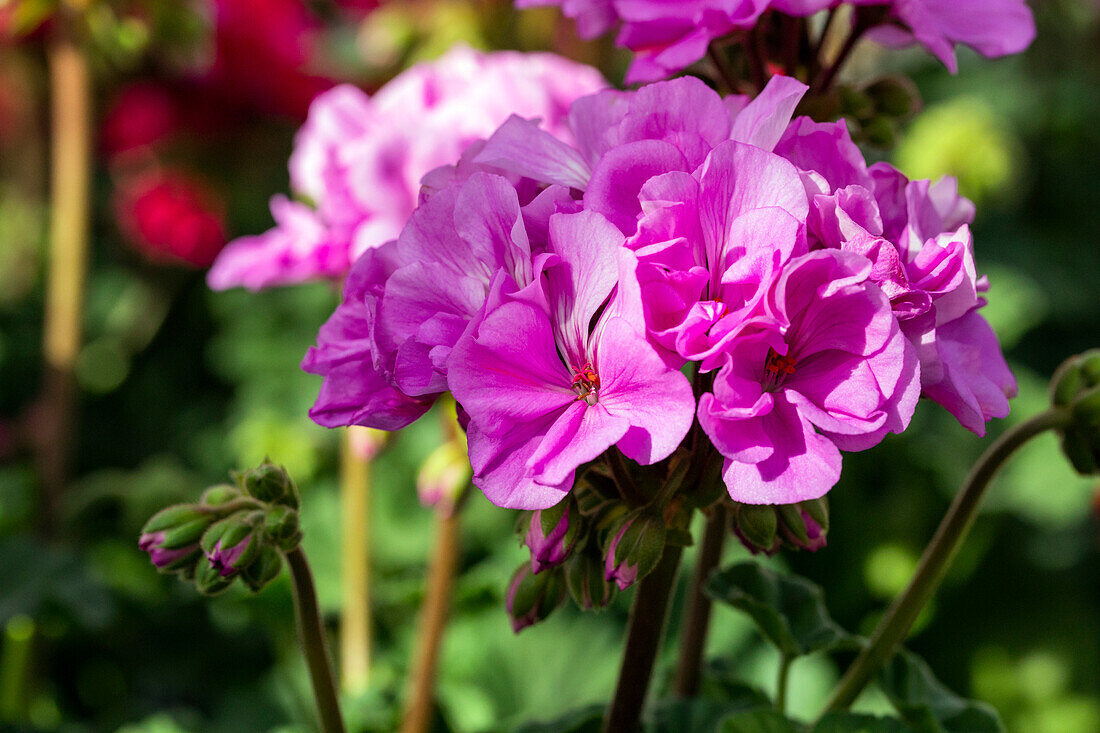 Pelargonium zonale 'Moonlight® Violino'