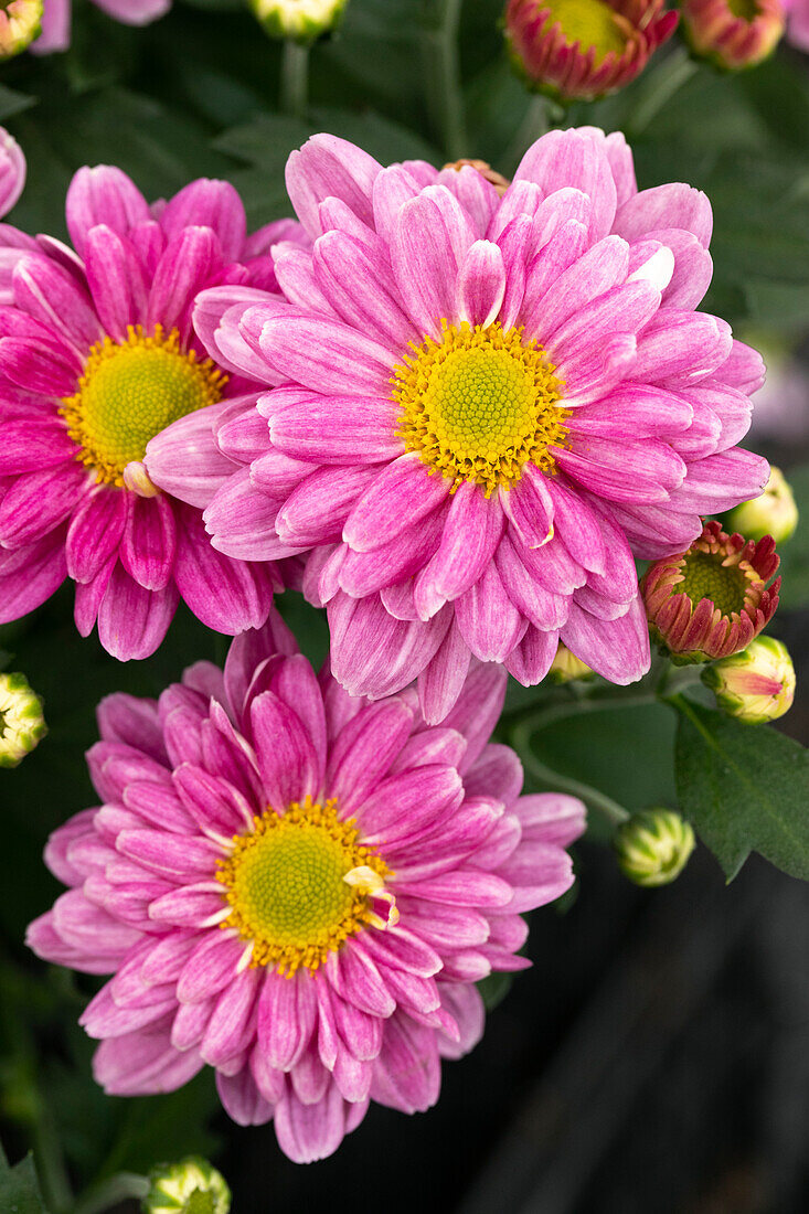 Chrysanthemum 'Pink