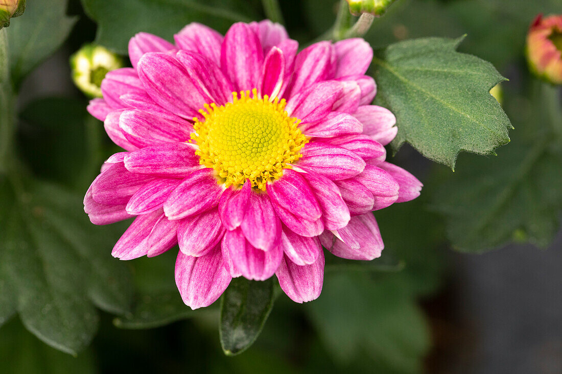 Chrysanthemum 'Pink' 