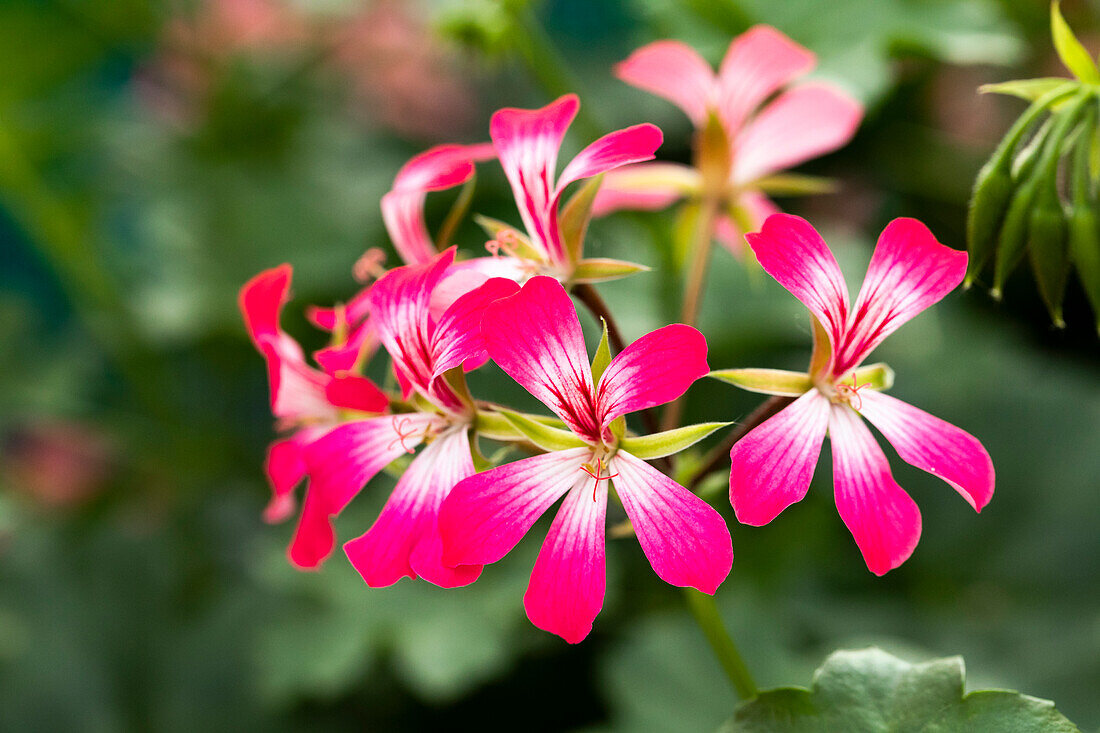 Pelargonium peltatum