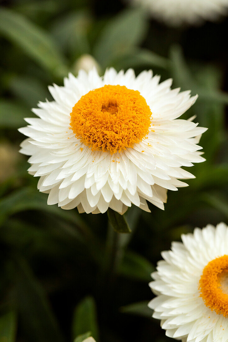 Helichrysum bracteatum 'Mohave® White'19'