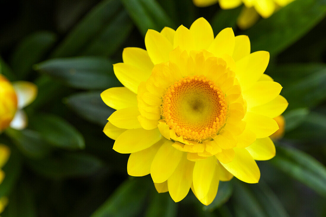 Helichrysum bracteatum 'Mohave® Yellow'.