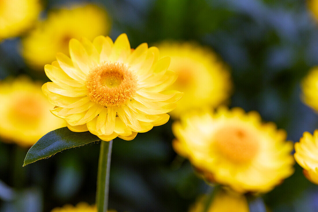 Helichrysum bracteatum 'Mohave® Basket Yellow' Yellow