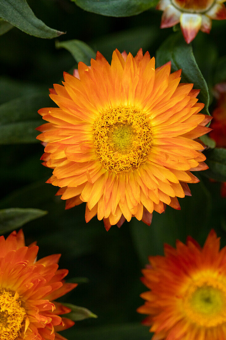 Helichrysum bracteatum Mohave® Orange