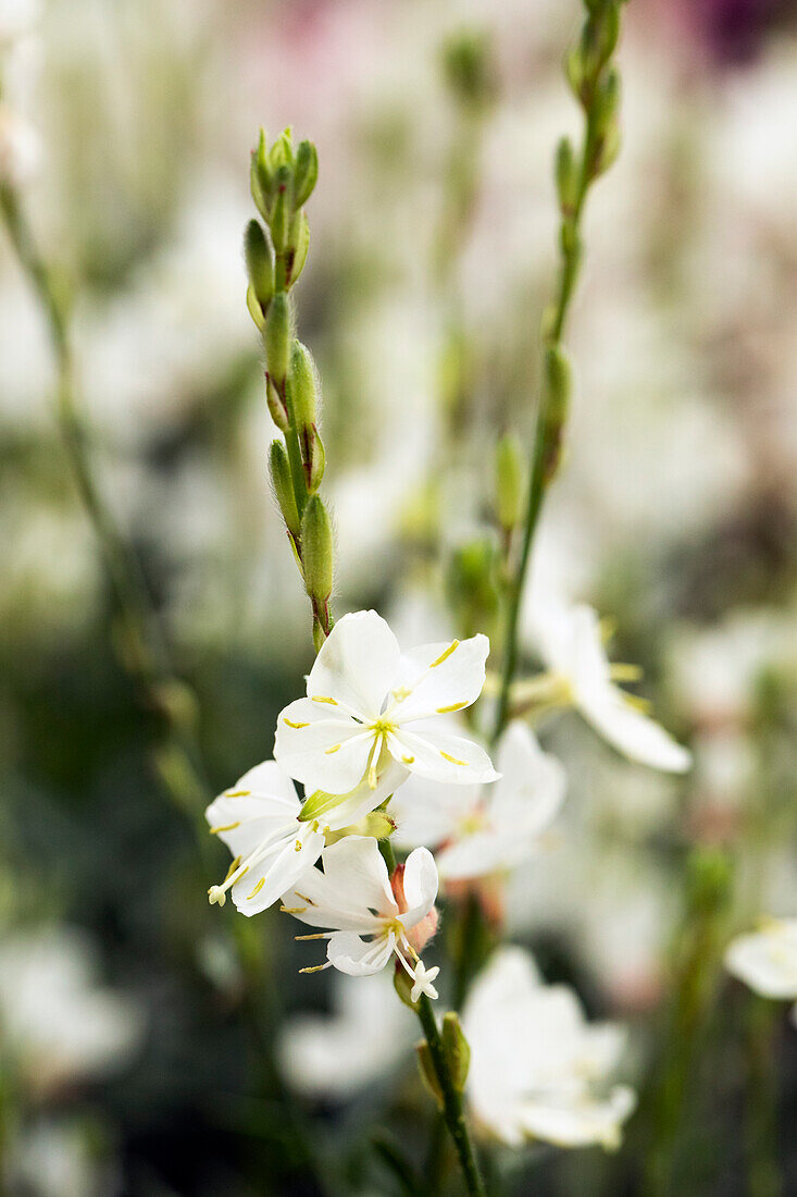 Gaura lindheimeri 'sel® Belleza® White ´14'