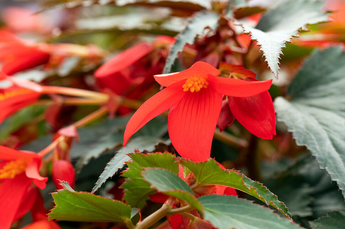 Begonia boliviensis 'Mistral® Dark Red'