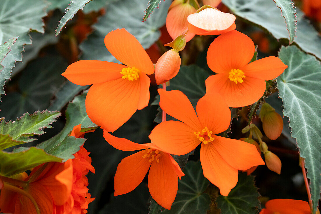 Begonia sel® 'California Sunlight'