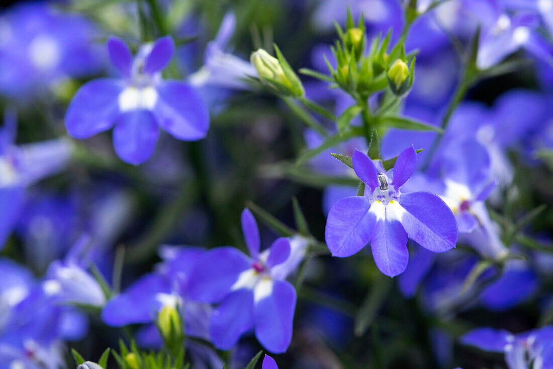 Lobelia erinus 'Curaçao® Compact Blue ´12'