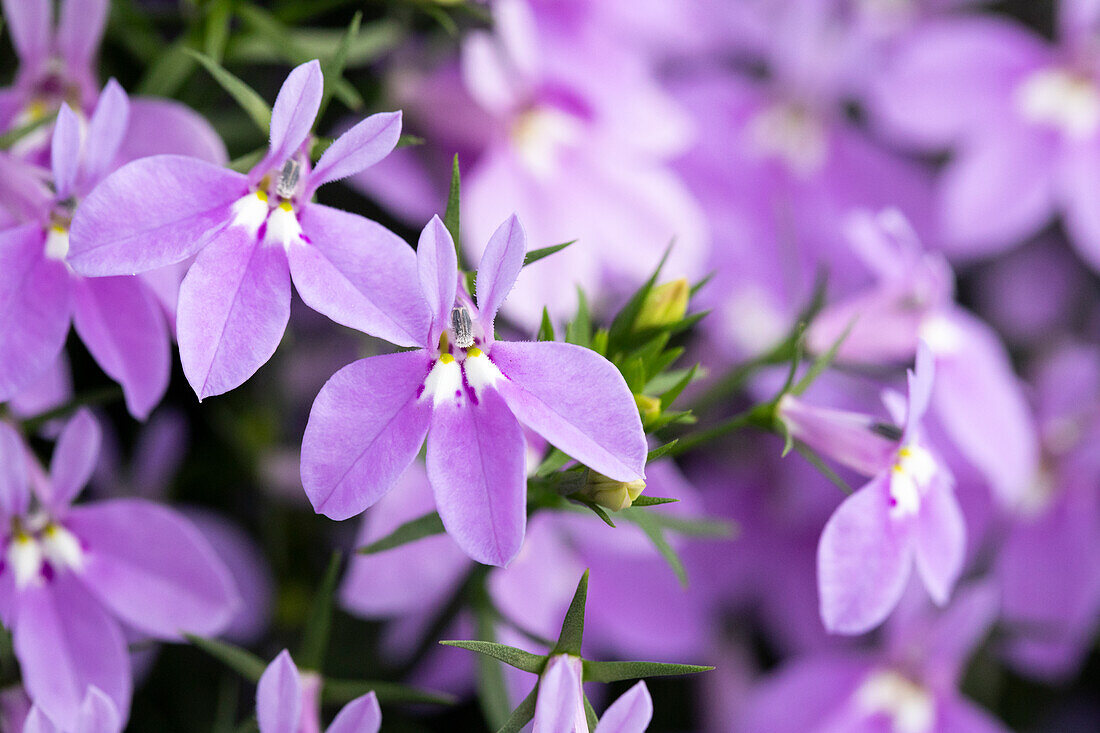 Lobelia erinus Curaçao® Compact Amethyst