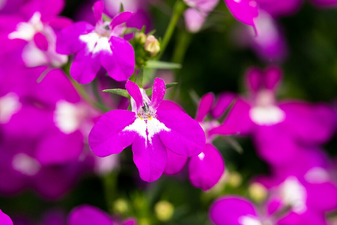 Lobelia erinus Curaçao® Electric Purple