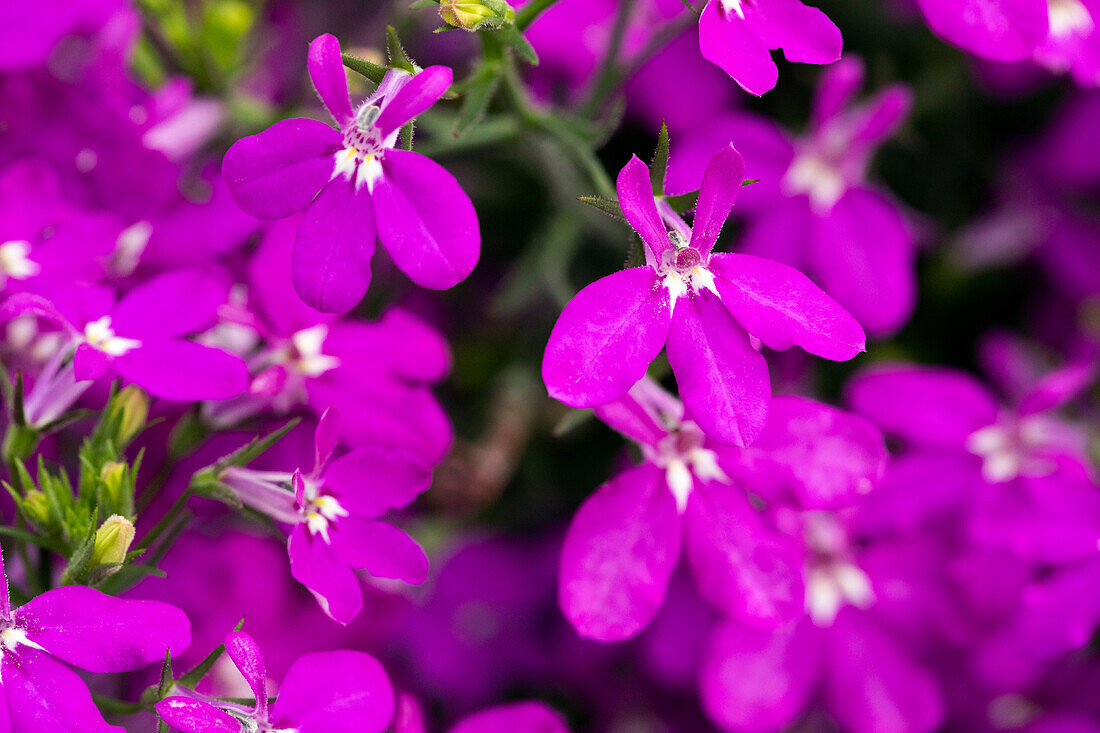 Lobelia erinus 'Curaçao® Dark Purple'