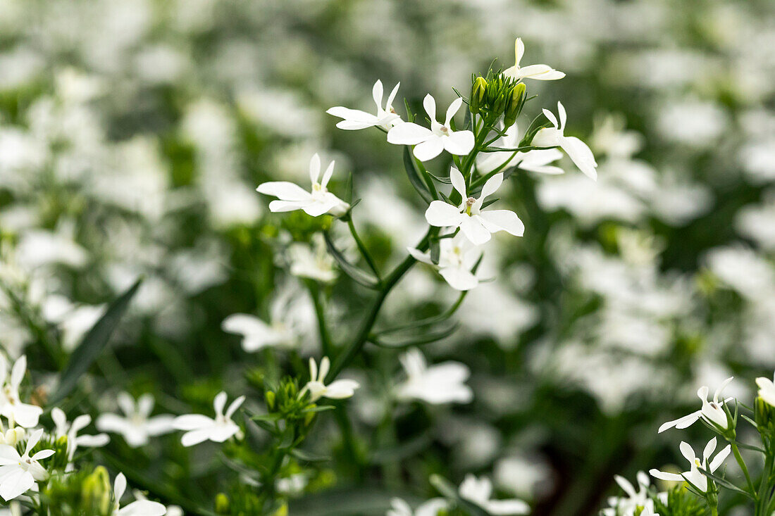 Lobelia erinus 'Curaçao® Minibasket White' (German)