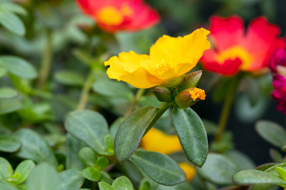 Portulaca oleracea Trixi® 'Sindbad´19'