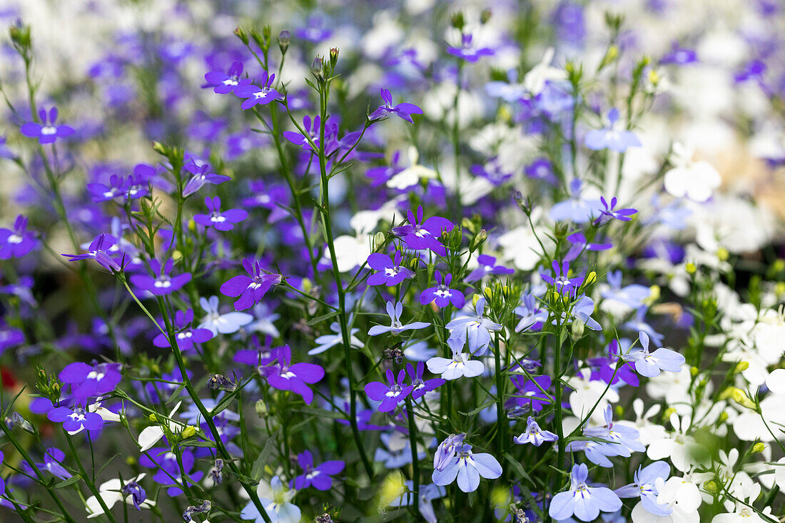 Lobelia erinus Trixie® 'Blue Fashion'