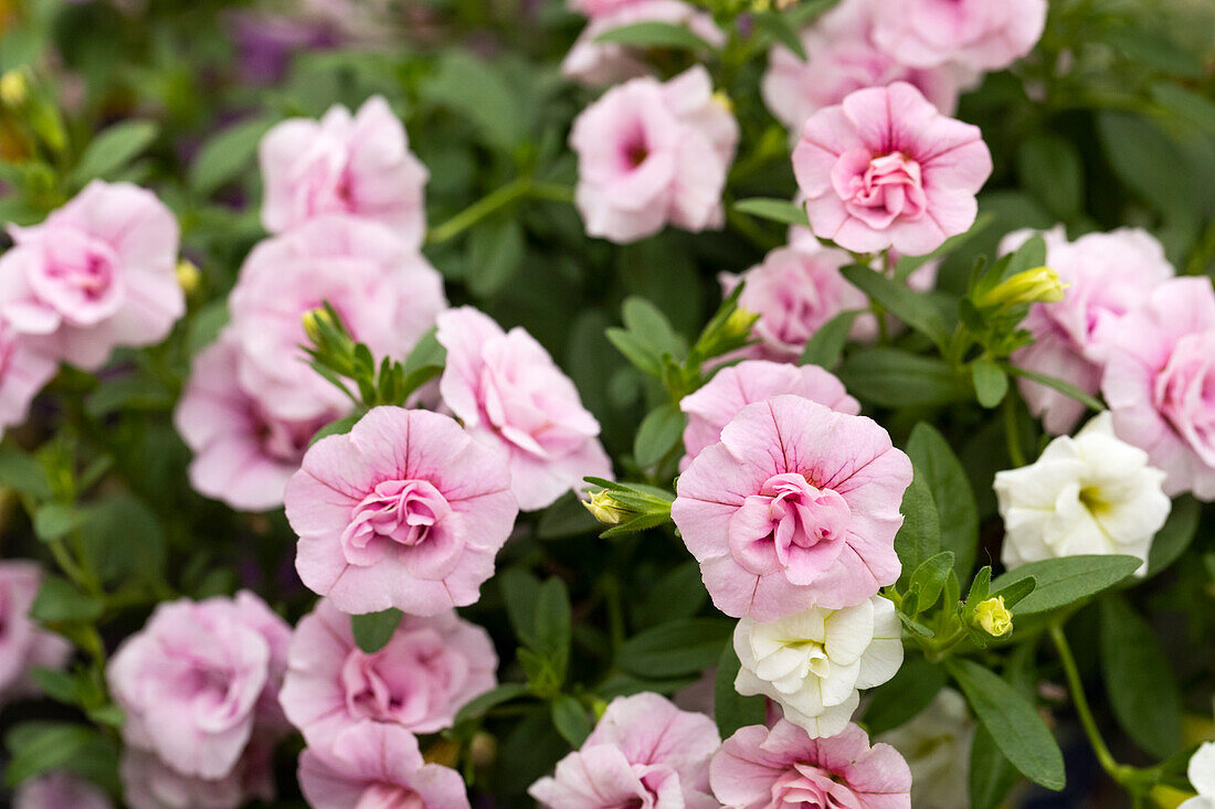 Calibrachoa Trixi® 'Pink Petticoat'.