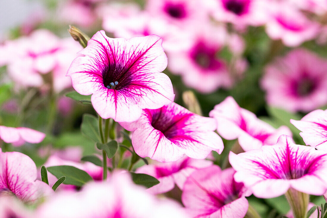 Petunia 'AlpeTunia® Pink Vein' Petunia