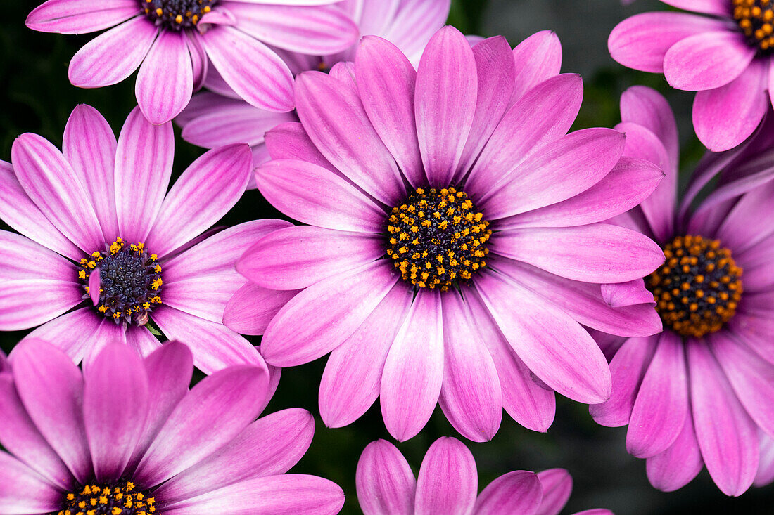 Osteospermum ecklonis 'Compact FlowerPower® Lavender Pink ´14'