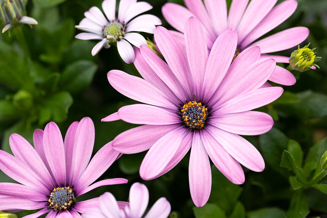 Osteospermum ecklonis 'Compact FlowerPower® Pink'