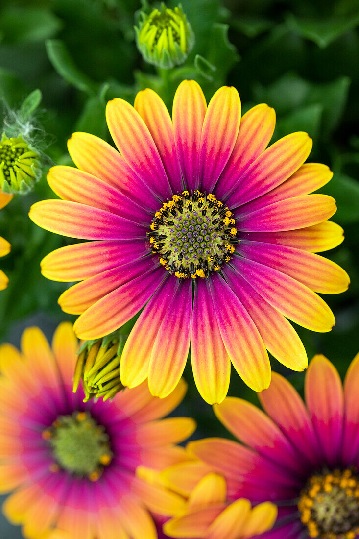 Osteospermum ecklonis 'Compact FlowerPower® Purple Sun'