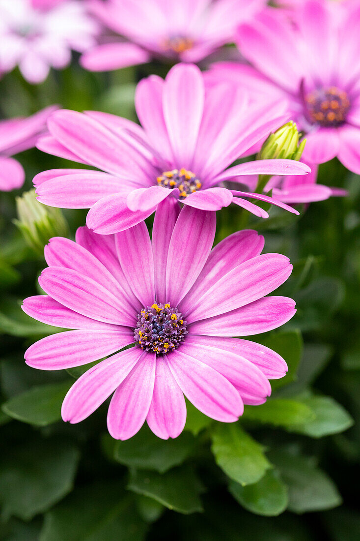 Osteospermum ecklonis FlowerPower® 'Pink'