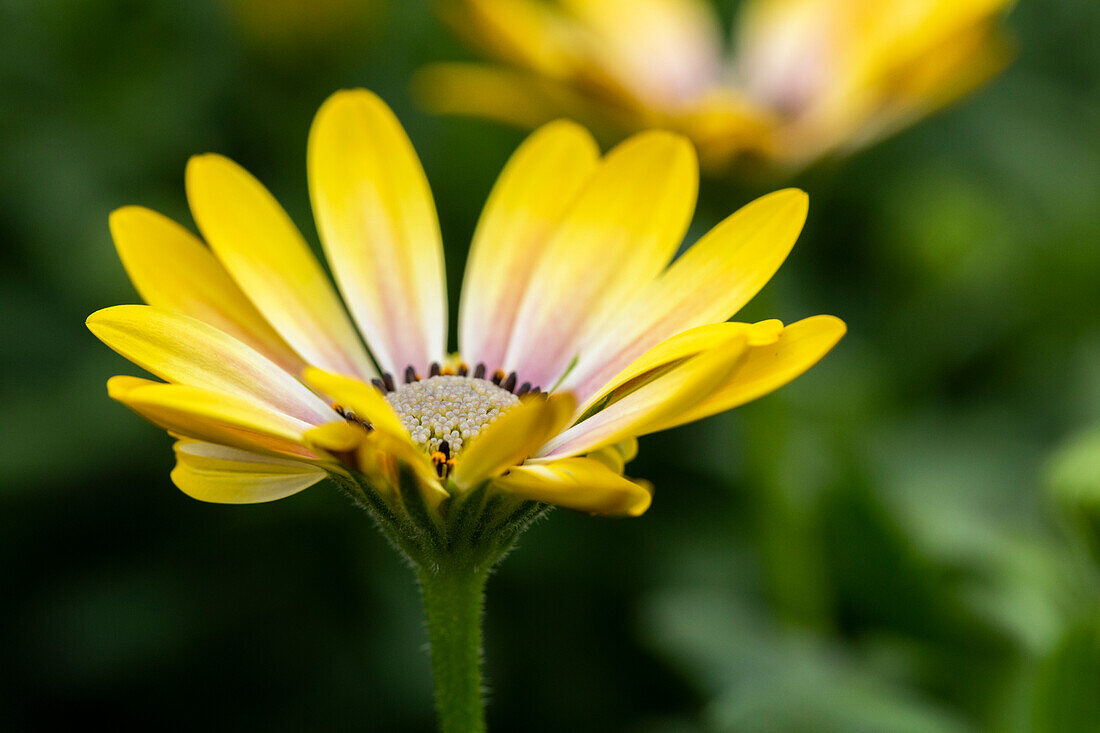 Osteospermum ecklonis FlowerPower® 'Pink Honey'