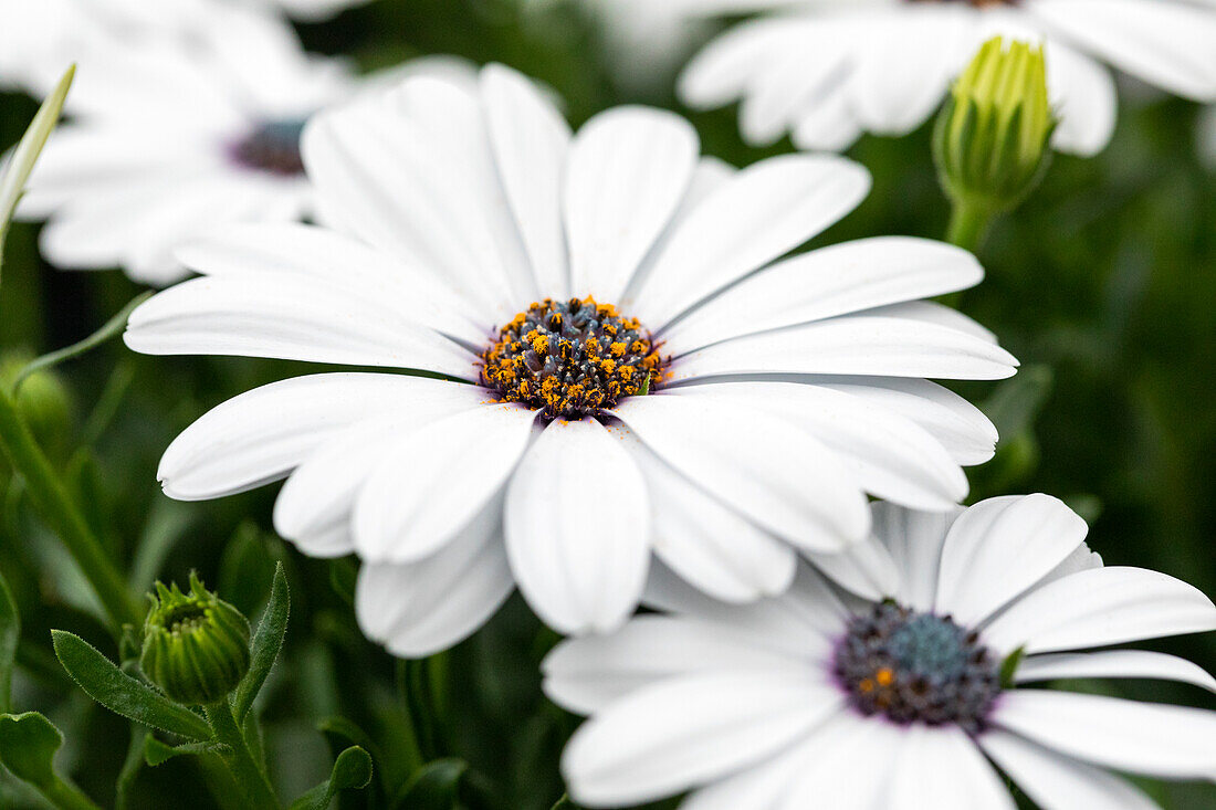 Osteospermum ecklonis FlowerPower® 'White´13'