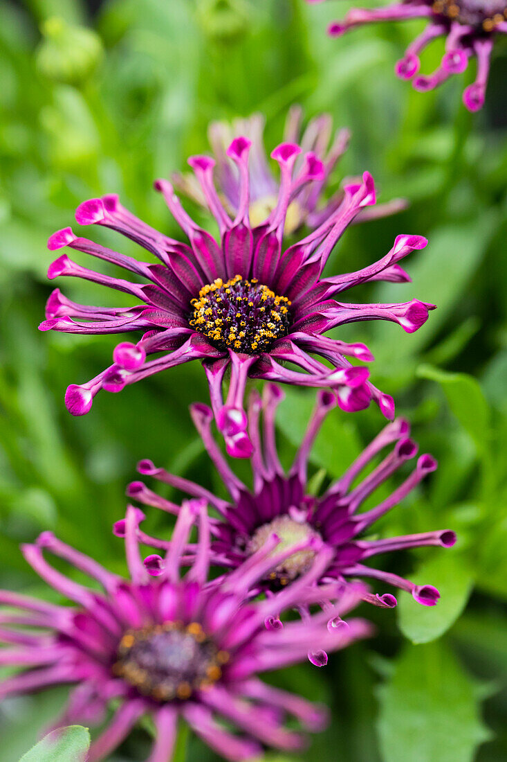 Osteospermum ecklonis FlowerPower® 'Spider Purple'