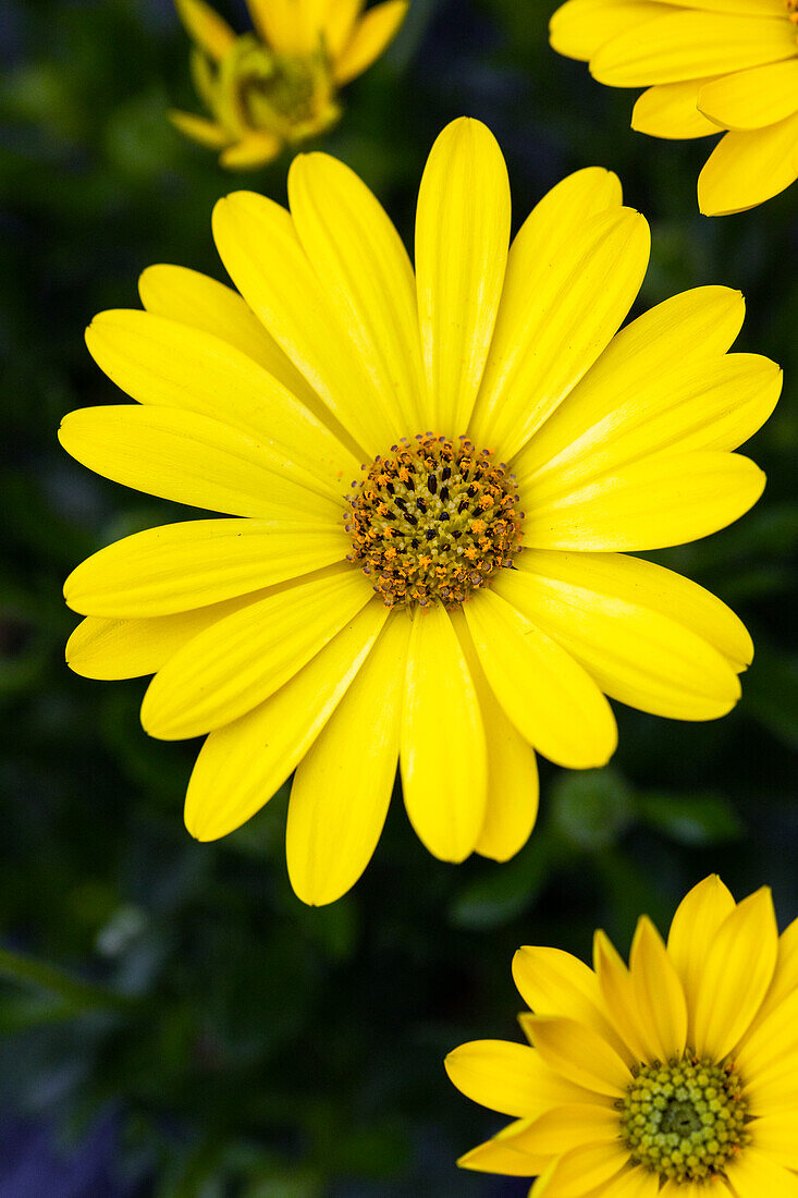 Osteospermum ecklonis SummerHero® Pure Yellow