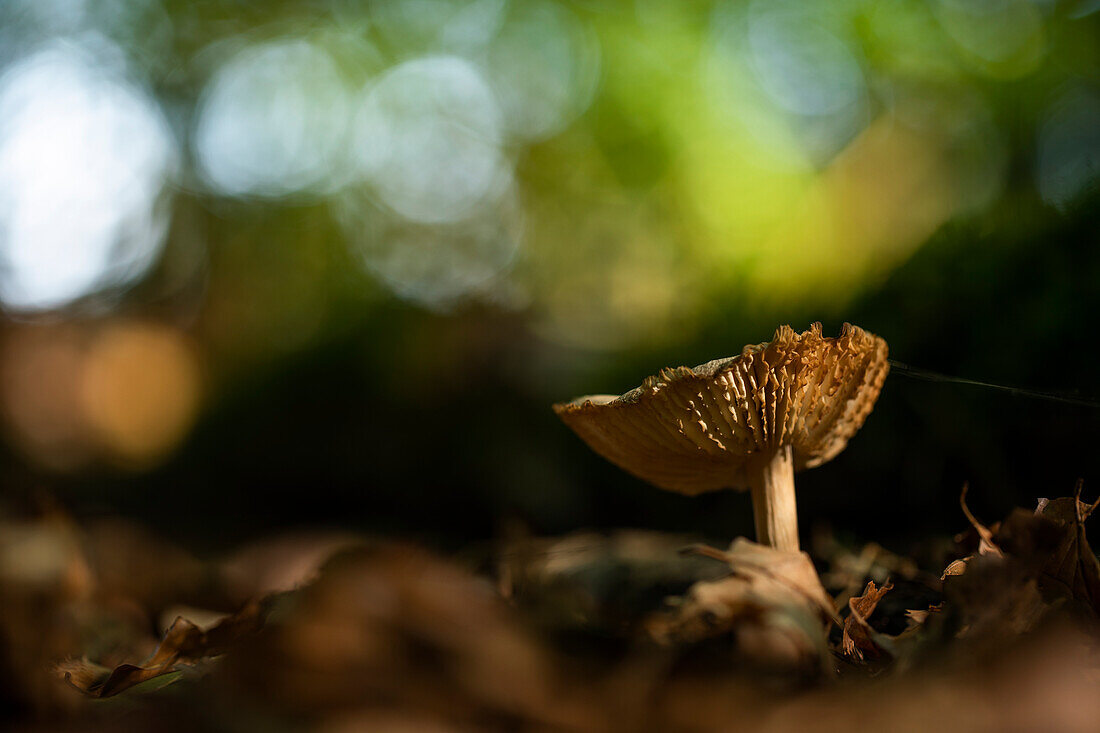 Mushrooms