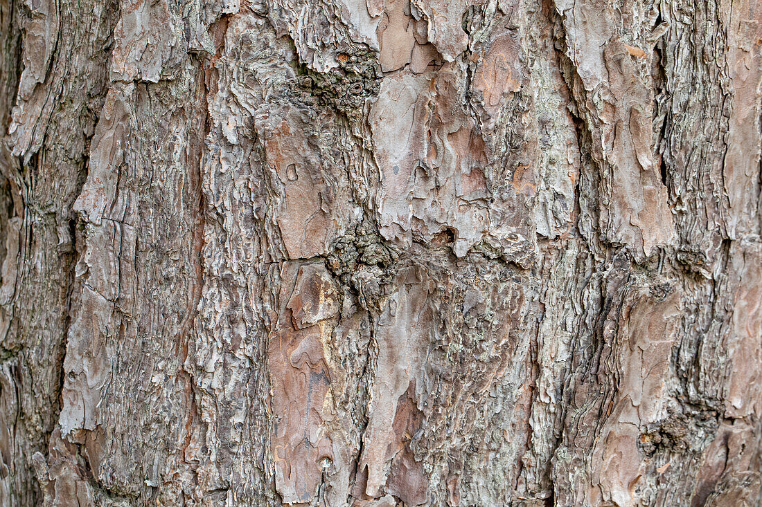 Tree bark