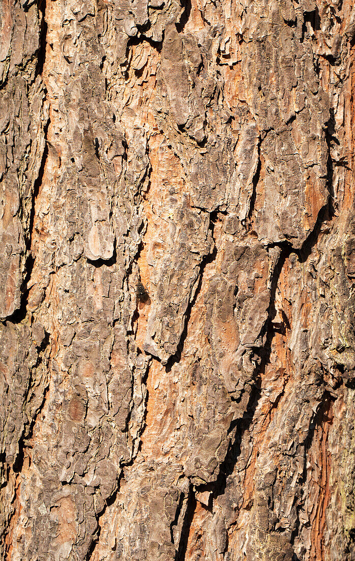 Tree bark