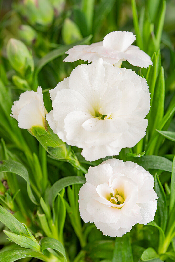 Dianthus caryophyllus, weiß