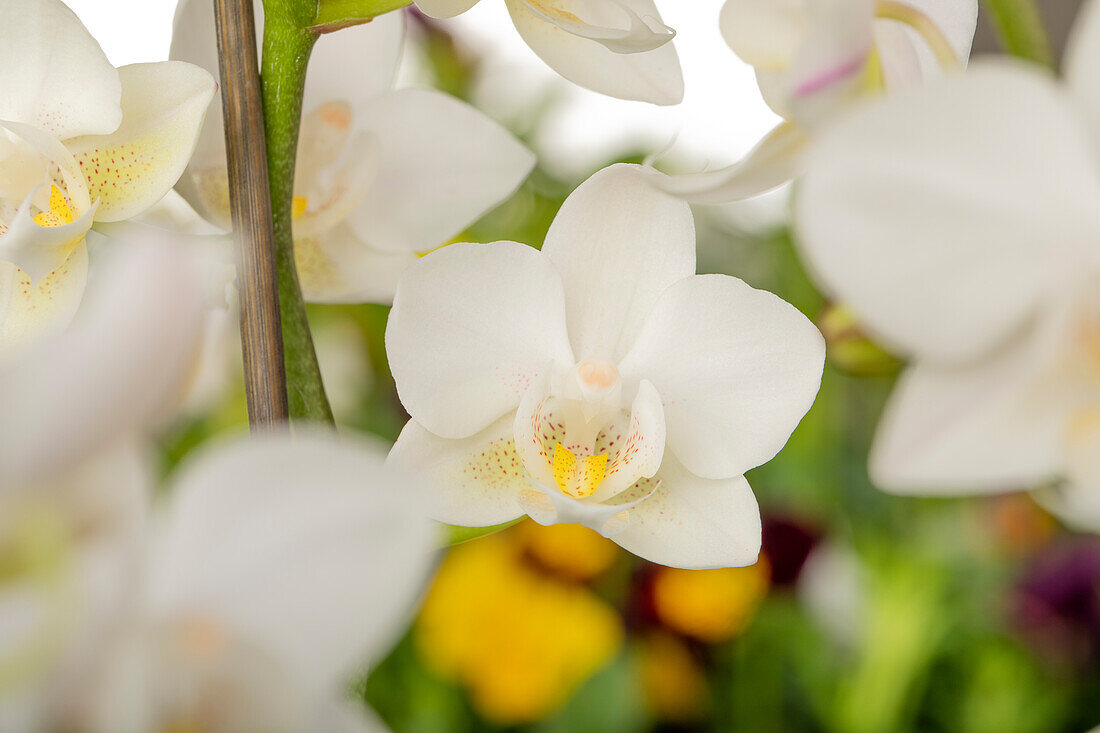 Phalaenopsis multiflora, weiß