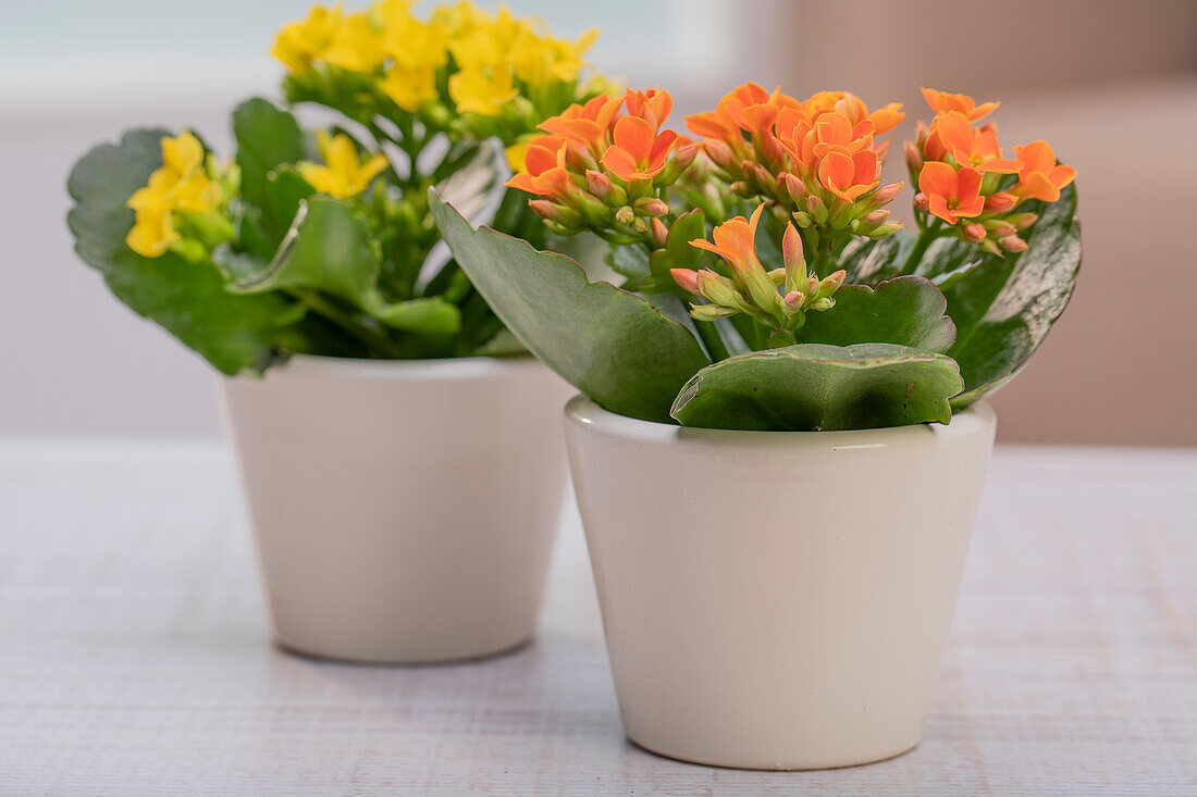 Kalanchoe blossfeldiana, orange