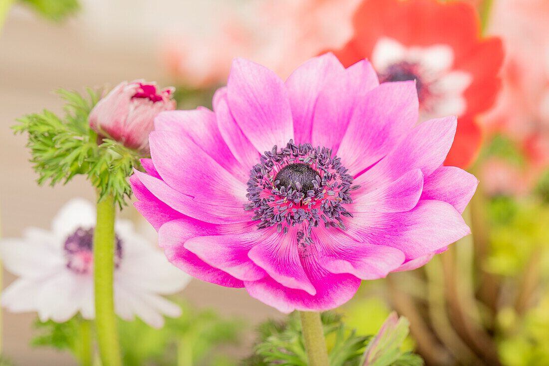 Anemone coronaria