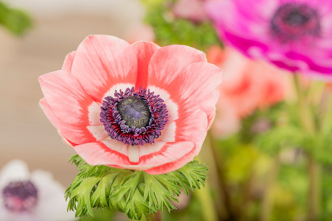 Anemone coronaria