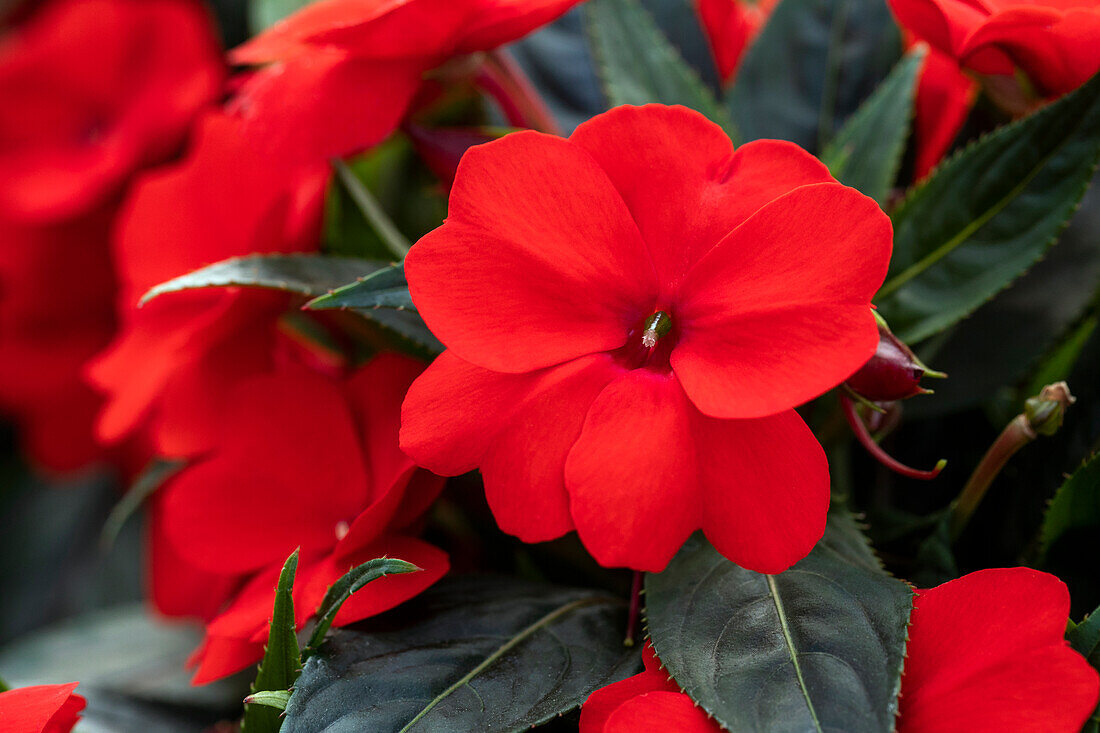 Impatiens new guinea 'sel® ColorPower® Deep Red '15'