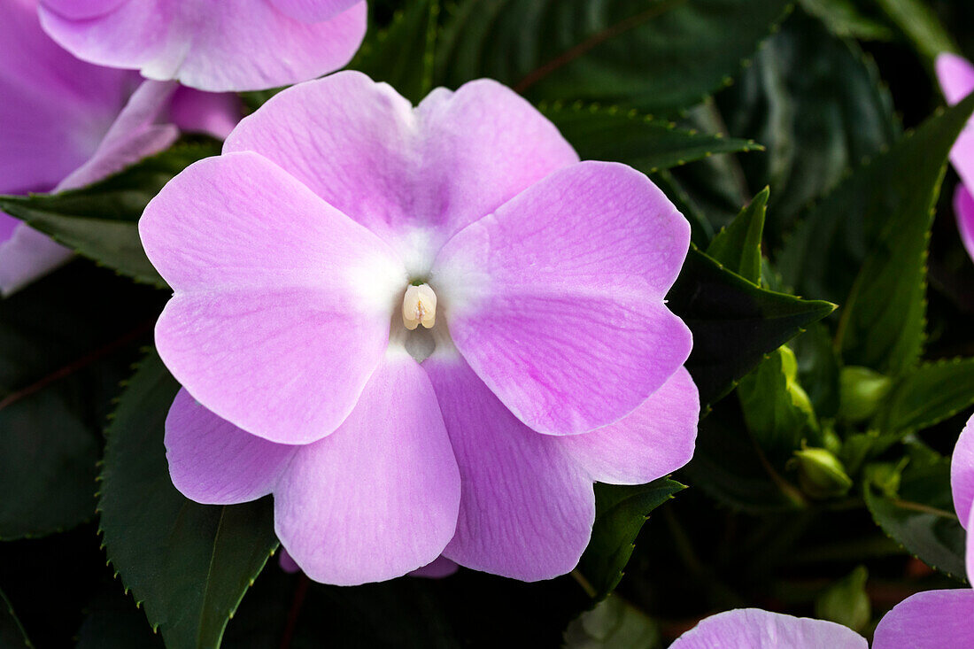 Impatiens neuguinea 'sel® ColorPower® Lavender ´17'