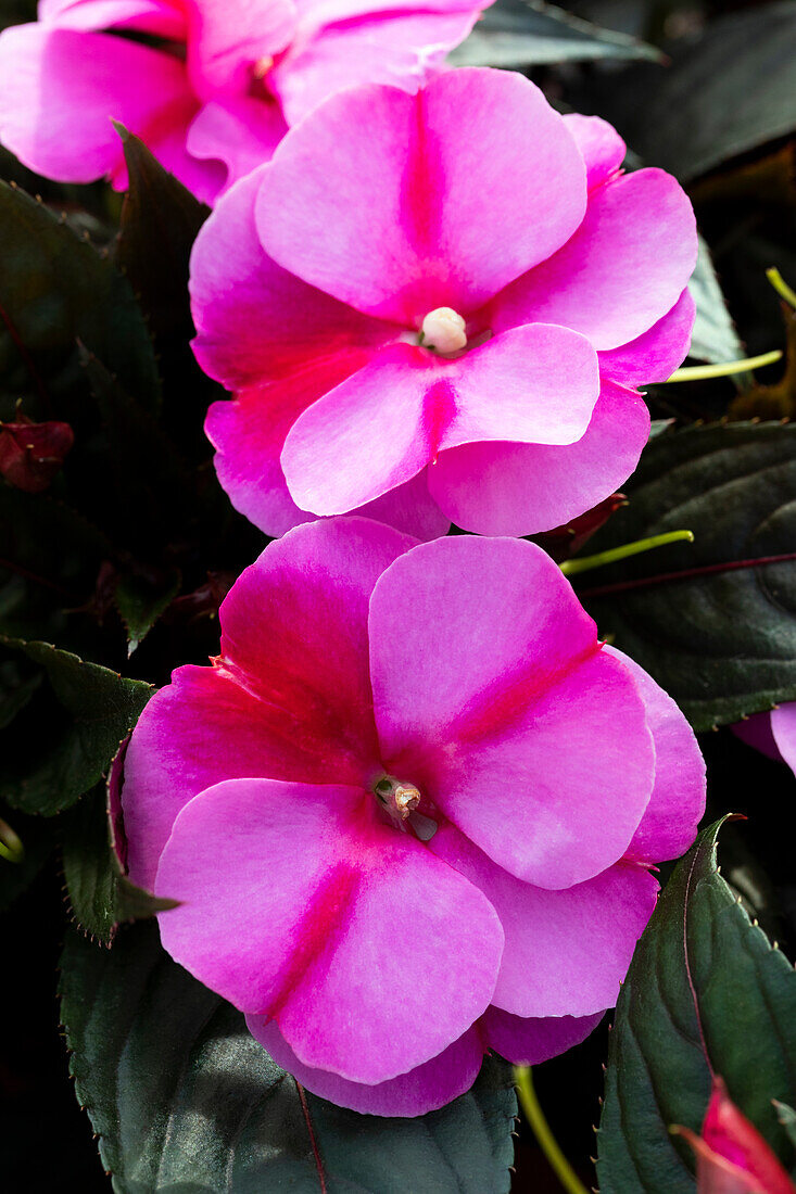 Impatiens New Guinea 'sel® ColorPower® Orchid Flame