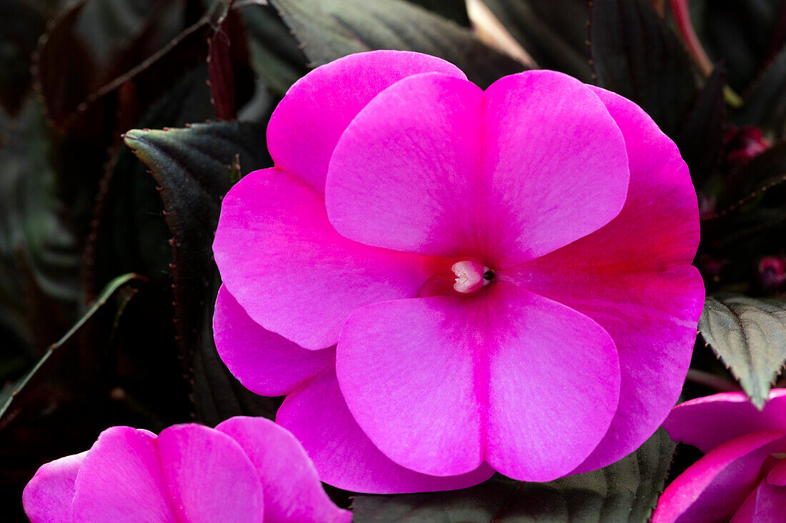 Impatiens neuguinea 'sel® ColorPower® Orchid Flame'