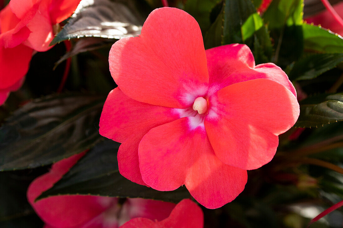 Impatiens neuguinea 'sel® ColorPower® Salmon+Eye'