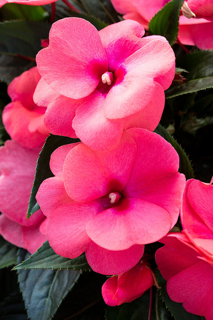 Impatiens new guinea 'sel® ColorPower® Salmon Pink