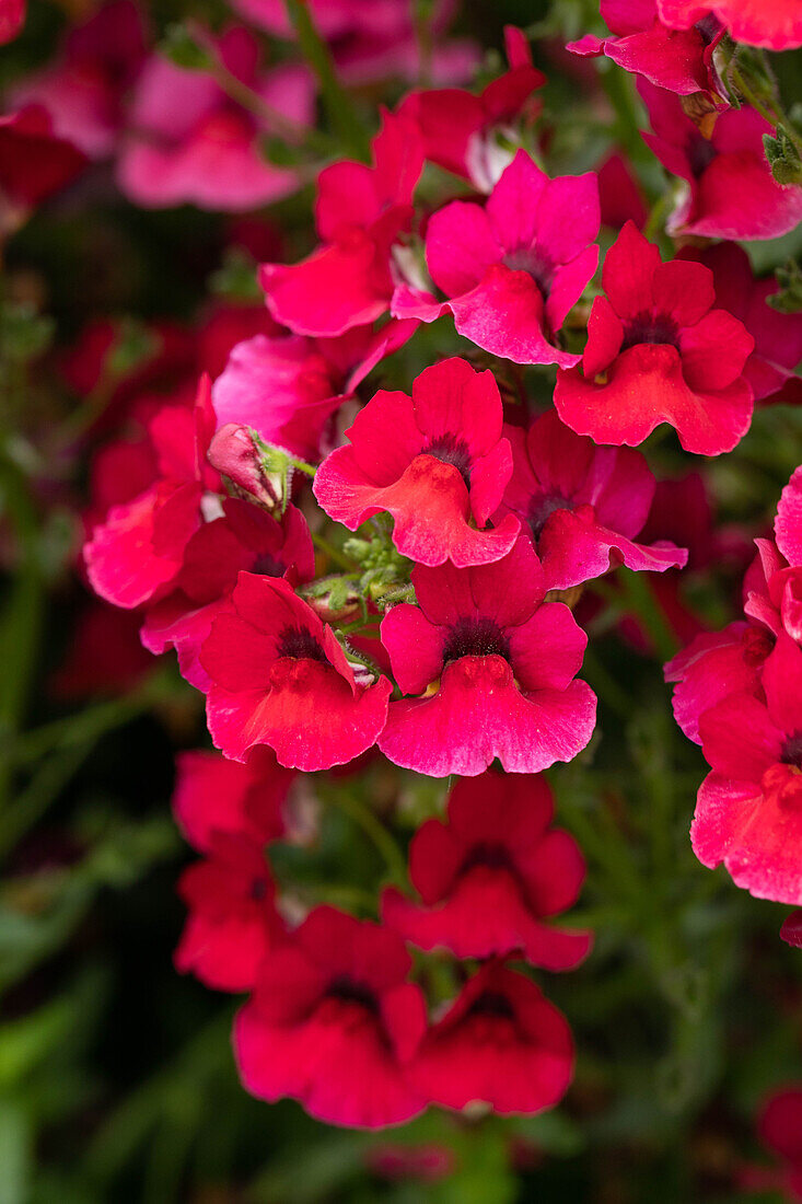 Nemesia fruticans 'Nesia Magenta'