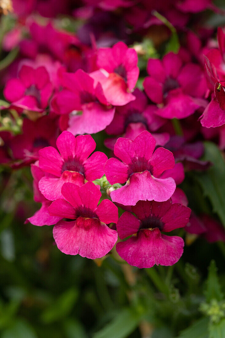 Nemesia fruticans 'Nesia Magenta'