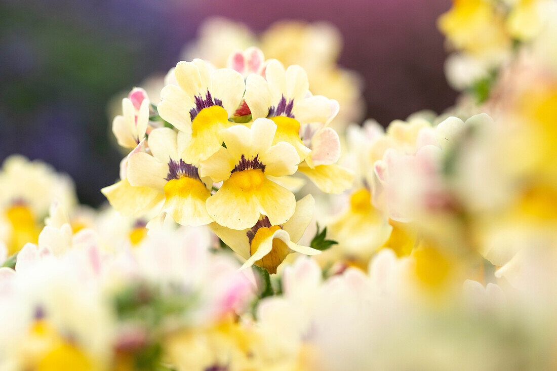 Nemesia fruticans 'Nesia Sunshine'