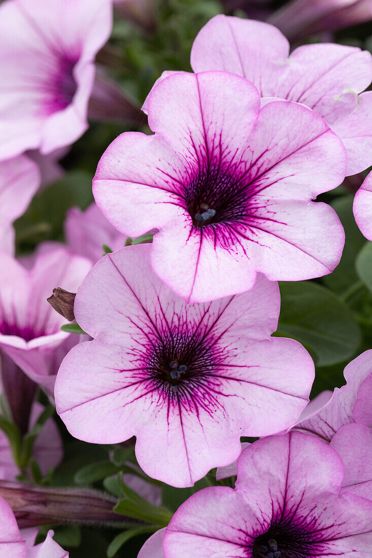 Petunia 'Capella Pink Lace'