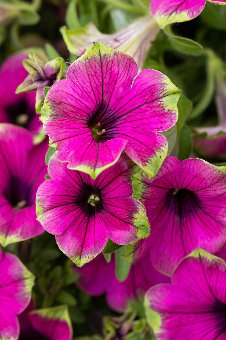 Petunia Cascadias Pitaya