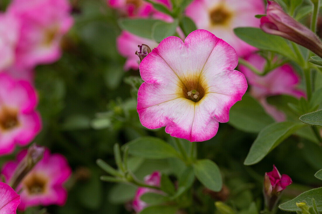 Petunia 'Littletunia™ Pink Frills'